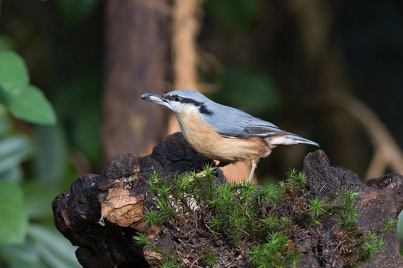 Sitta europaea Boomklever European Nuthatch